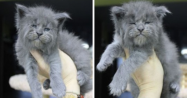 This Whole Litter Of 5 Maine Coon Kittens Was Born With Cute But Grumpy Faces