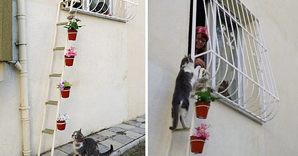 This Woman Built A 'Cat Ladder' To Her Home To Save Stray Cats From Freezing Weather