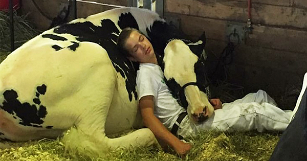 Tired Boy And His Cow Lose Out At Dairy Fair, Fall Asleep And Win The Internet