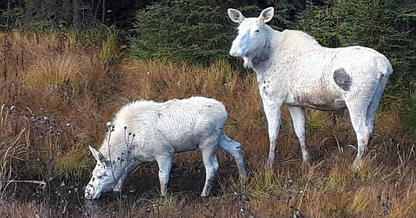 Two rare white 'spirit moose' spotted together in Northern Ontario