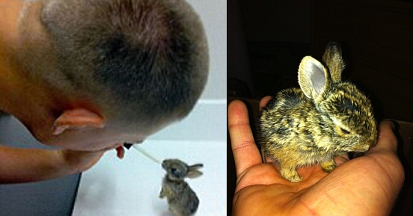 U.S. Marine nurses orphaned baby rabbits back to health