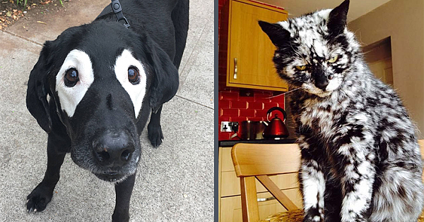 Unusual Looking Animals With Vitiligo Who Are Running Out Of Ink