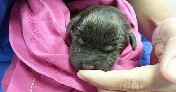 Vet who saved an abandoned dog with a cleft palate from being put down photographs his road to recovery