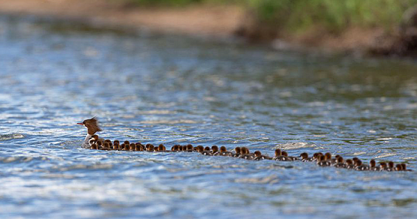 Wildlife Photographer Captured 'SUPER MOM' Towing Her 56 Ducklings In  Minnesota Lake