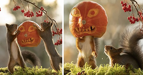 Wildlife Photographer Geert Weggen Captures Squirrels Playing With Halloween Pumpkins