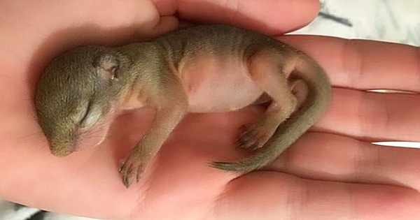 Woman Rescues Baby Squirrel After She Falls Out Of Nest – She Comes Back One Year Later With Special 'Gift'