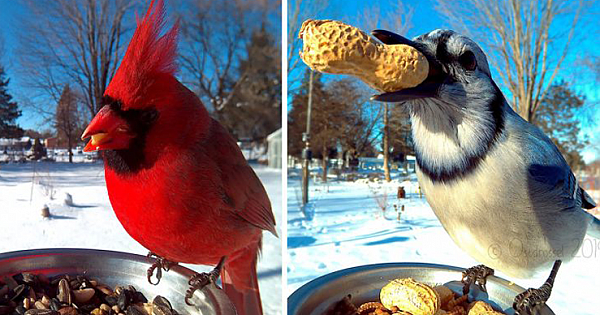 Woman Sets Up Bird Feeder Photo Booth To Take Close-Ups Of Birds Eating, And Here Are 29 Of Her Best Photos