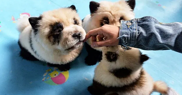 WUFFLY LIKE A PANDA Chow Chow puppies are the spitting-image of pandas after having their fur dyed