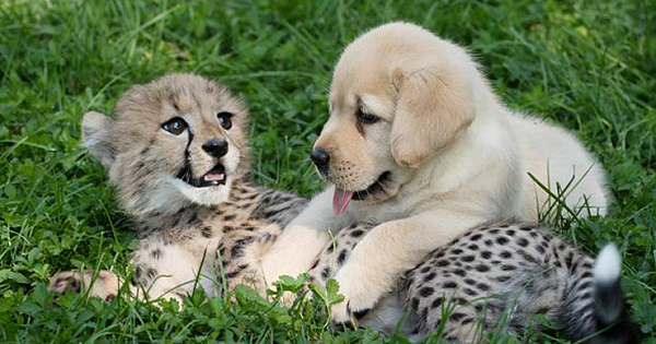 Zoo Gives Shy Cheetahs Their Own "Emotional Support" Dogs, And They Become Best Friends