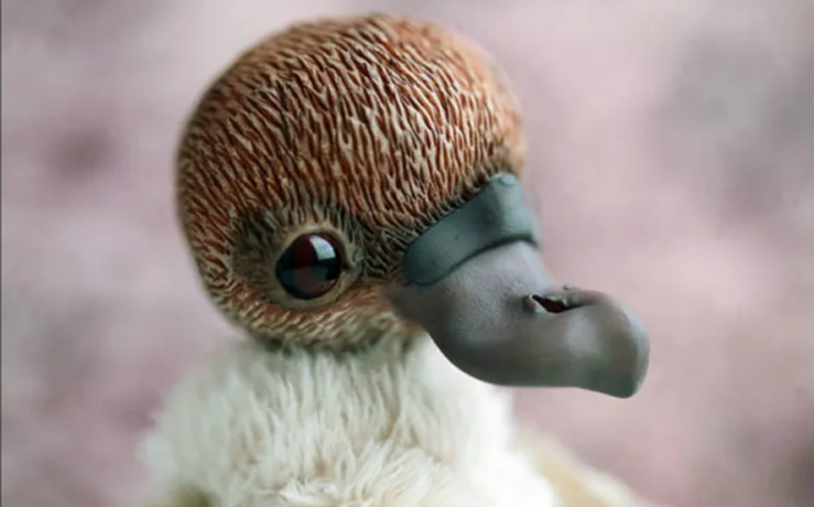 Baby Platypus Doll Cheap Toys For Sale Baby Platypus Doll Cheap Toys For Sale