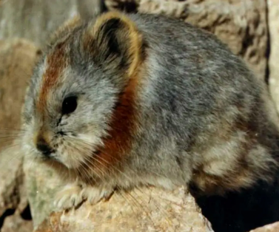 Adorable Rare Animal Known As The ''Magic Rabbit'' Spotted For The First Time In 20 Years