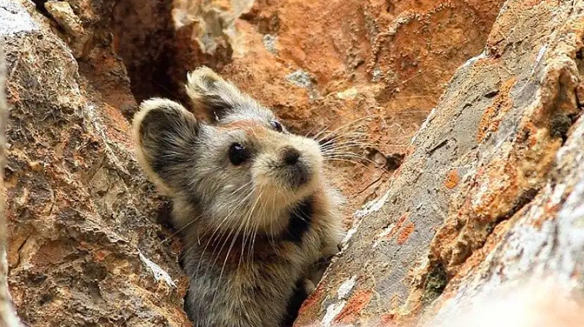 Adorable Rare Animal Known As The ''Magic Rabbit'' Spotted For The First Time In 20 Years