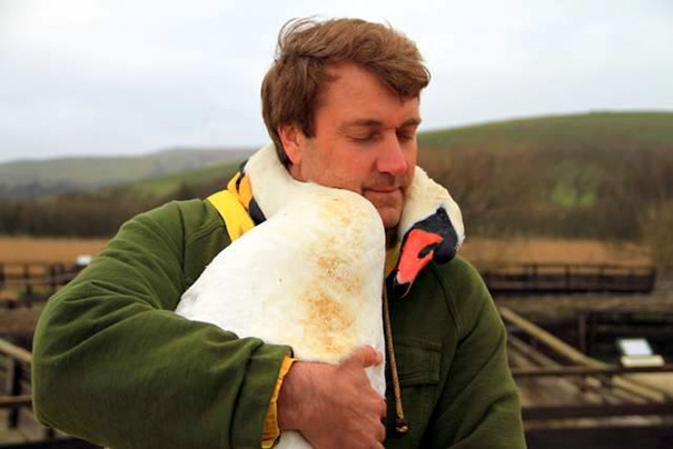 Injured Swan Gives An Unforgettable Hug To The Man Who Saved Him