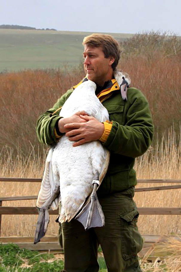Injured Swan Gives An Unforgettable Hug To The Man Who Saved Him
