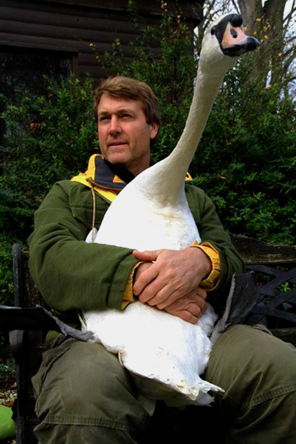 Injured Swan Gives An Unforgettable Hug To The Man Who Saved Him