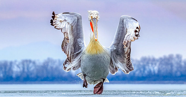 18 Best Bird Photos Of 2019 Have Been Announced, And They're Amazing