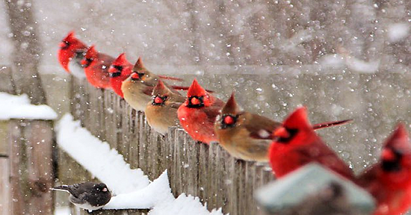 20 Best Winter Bird Photos Ever