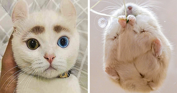 20 Cute Animal Photos That Are Exactly What You Need Right Now