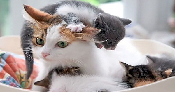 25 Purrfect Examples of What It's Like to Be a Mom