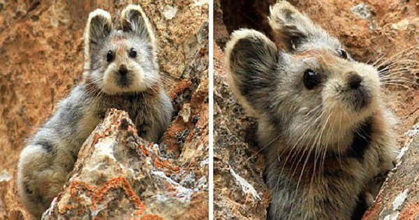 Adorable Rare Animal Known As The ''Magic Rabbit'' Spotted For The First Time In 20 Years