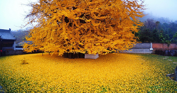 An Ancient Chinese Ginkgo Tree Drops an Ocean of Golden Leaves