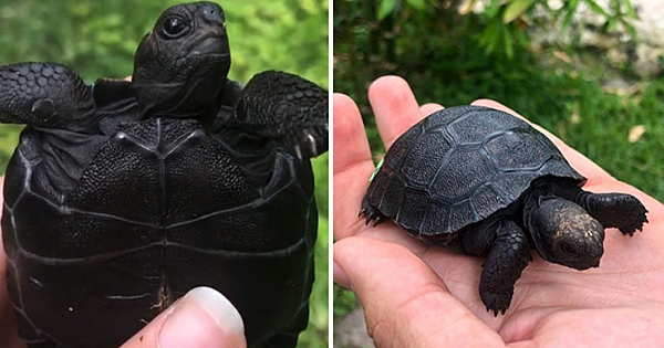 Check Out This All Black Baby Galapagos Toertoise