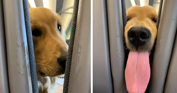 Cute pup gets bored on a long flight – decides to entertain the passengers behind him