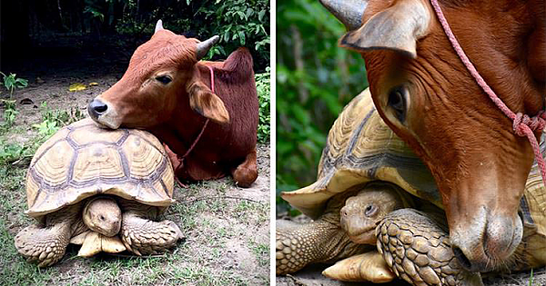 Disabled Baby Cow And Giant Tortoise Become The Best Friends Ever