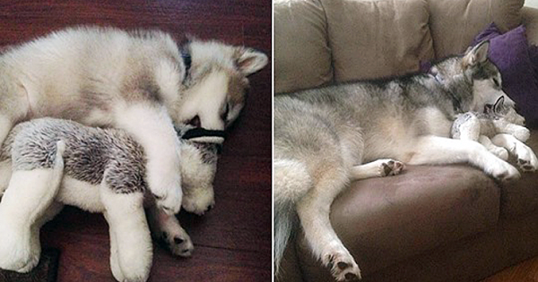 Dog 'Destroys' Every Toy, But Can't Stop Cuddling The One That Looks Just Like Her