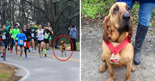 Dog Let Out To Pee Accidentally Takes Part To Half Marathon, Finishes 7Th