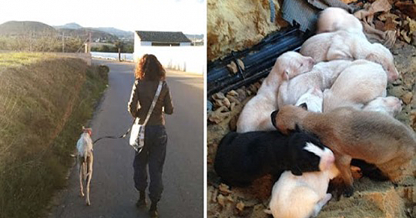 Dog With Broken Leg Leads Vets Two Miles To Her Puppies