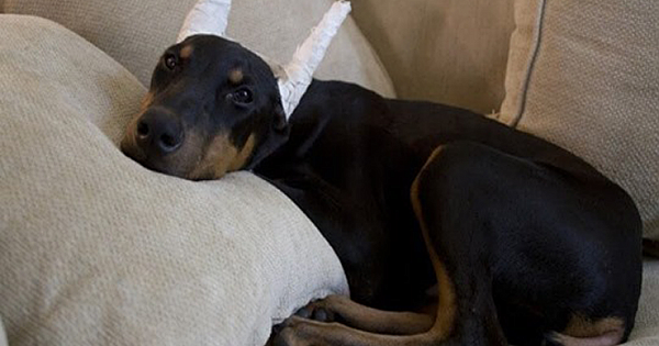 Dogs Are Born With Ears And Tails. They Should Get To Keep Them