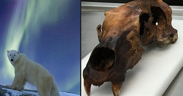 Enormous Skull Found In Alaska May Belong To The Legendary King Bear Of Inuit Mythology