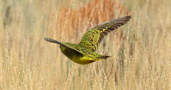'Extinct' Night Parrot Spotted Alive For The First Time In 100 Years