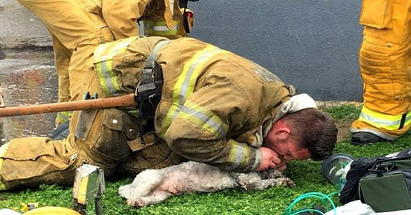 Firefighters Valiantly Resuscitate A Tiny Dog Who Died In A Fire
