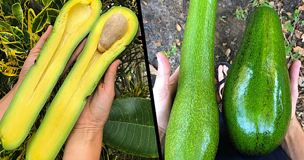 Florida Farm Grows Avocados Up To 3-Feet Long