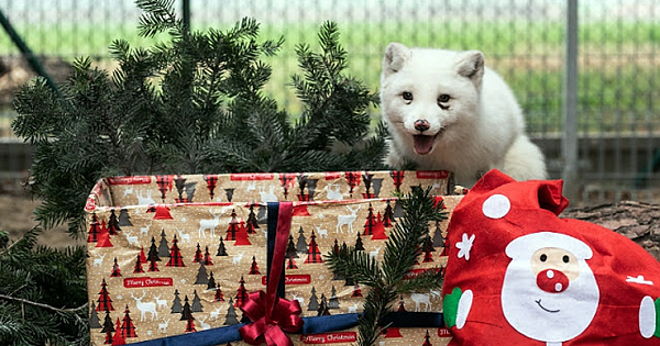Fox Saved From A Fur Farm Celebrates Its First Christmas Out Of Tiny Cage