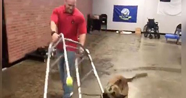German Shepherd Fails Service Dog Test, Becomes Internet Sensation Instead