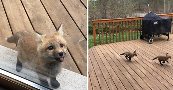 Grandma wakes up to find adorable fox cubs playing on her porch