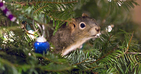 Kind Family Rescues Squirrel And Lets Him Chill In Their Christmas Tree