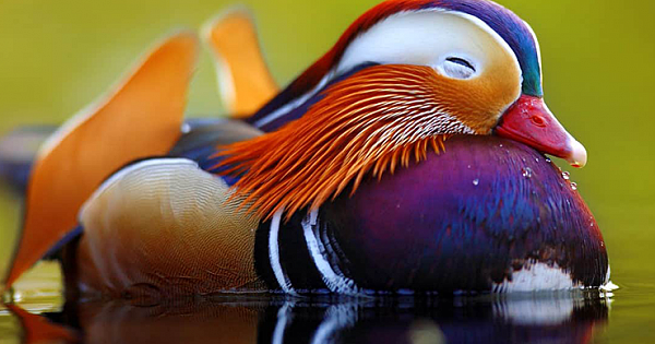 Mandarin Duck Facts You Need to Know