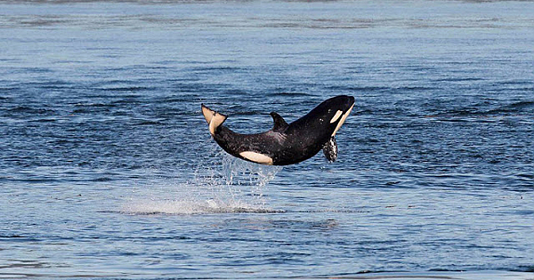 Meet What May Be the Happiest Baby Orca on Earth