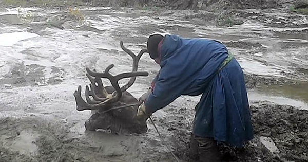 Men Save Reindeer Trapped In Thick Mud From Almost Certain Death