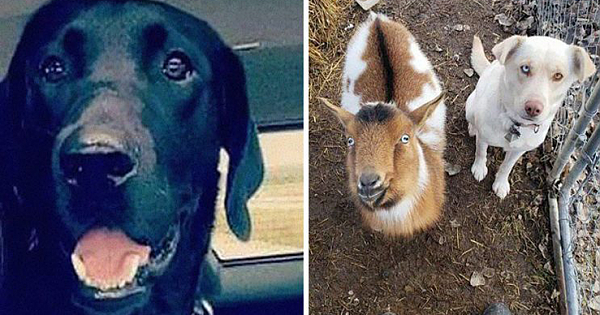 Missing Dog Returns Home with Dog And Goat Friend