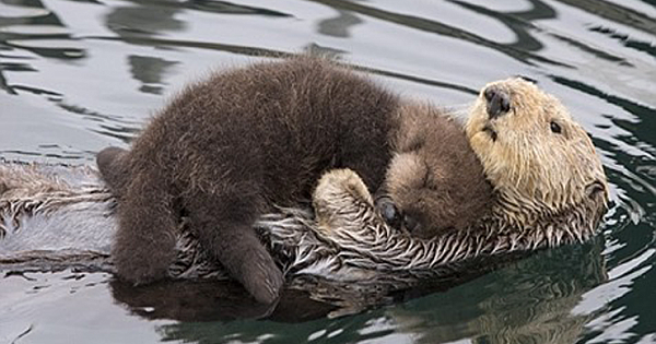 Mother otter keeps her newborn pup dry as the pair swim together