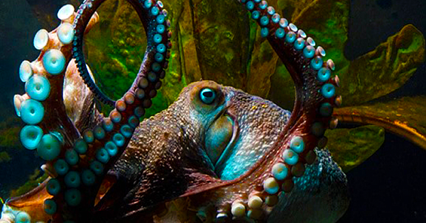 Octopus Escapes Aquarium Through 160-Foot Drainpipe Into the Sea