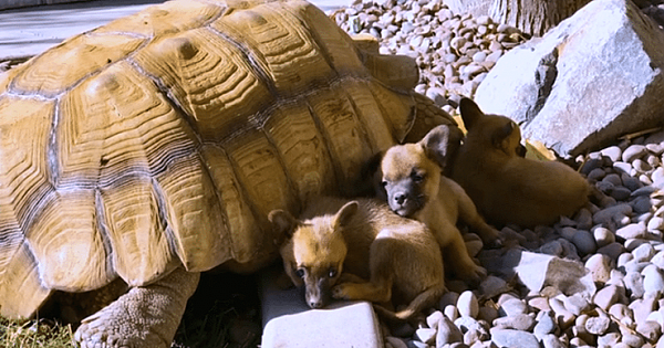 Orphaned Puppies Find Comfort In Tortoise Grandpa