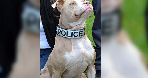 Pit bull Abandoned In Grocery Store Parking Lot Becomes Proud K9 Officer
