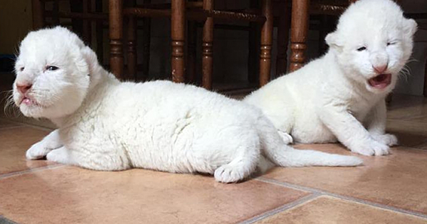 Rare White Lion Cubs Born At Sanctuary, After Parents Got Rescued From Circus