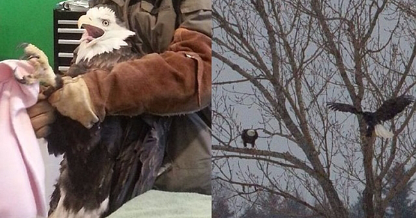 Rescued Bald Eagle's Amazing Reunion With Her Life Long Mate